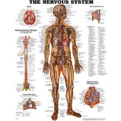 Nervový systém 50,8x66cm – Zboží Dáma