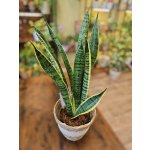 Sansevieria Trifasciata Laurentii – Sleviste.cz