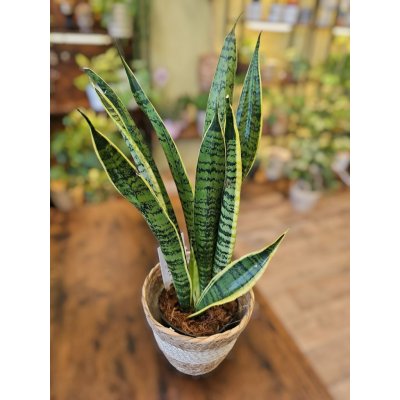 Sansevieria Trifasciata Laurentii – Sleviste.cz