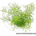Ludwigia arcuata - Zakulacenka obloukovitá – Zboží Dáma