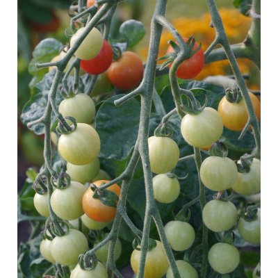 Rajče Sweet Aperitif - Solanum lycopersicum - osivo rajčat - 6 ks – Zbozi.Blesk.cz