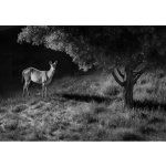 Reolink G450 + Solar Panel 2 – Zboží Živě