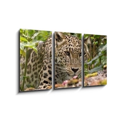 Obraz 3D třídílný - 90 x 50 cm - Persian Leopard Perský leopard