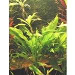 Echinodorus amazonicus - Šípatkovec amazonský – Zboží Dáma