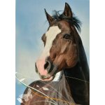 Pohlednice Kůň 92 – Zboží Dáma