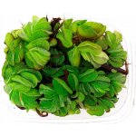 Salvinia auriculata – Zboží Dáma