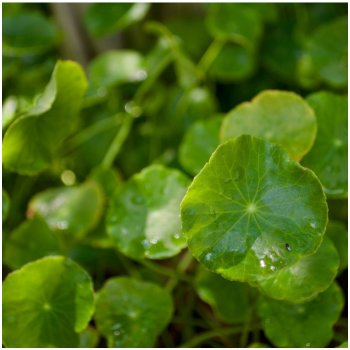 Gotu Kola - Centella asiatica - semena gotu - 4 ks