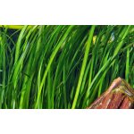 Vallisneria spiralis tiger – Zboží Dáma