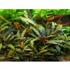 Akvarijní rostlina I--Z Cryptocoryne wendtii Brown