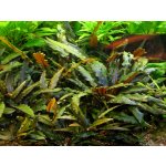 Cryptocoryne wendtii Brown – Zboží Dáma