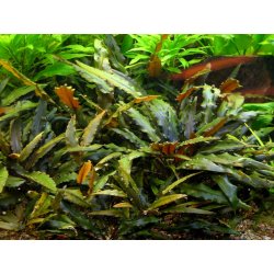 Cryptocoryne wendtii Brown