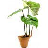 Květina Gardners Philodendron Gloriosum, průměr 12-14 cm Filodendron