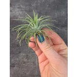 Tillandsia silná kompaktní 5 – Zboží Dáma