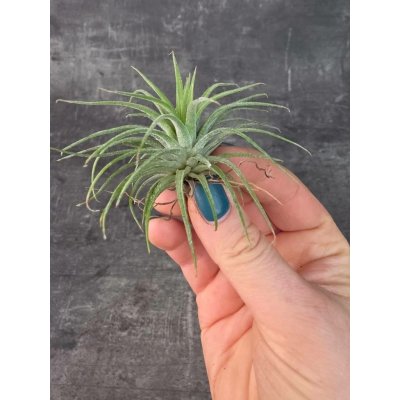 Tillandsia silná kompaktní 5 – Zboží Dáma