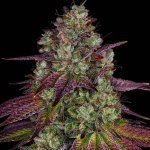 Barney's Farm Mimosa Evo semena neobsahují THC 3 ks – Zboží Dáma
