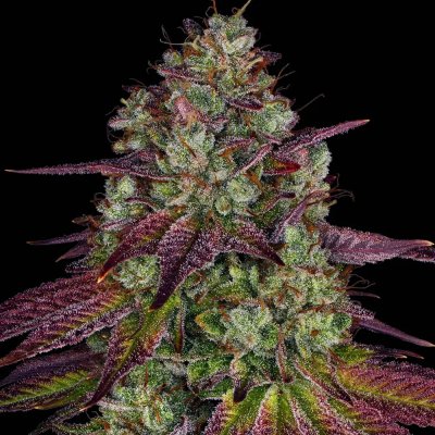 Barney's Farm Mimosa Evo semena neobsahují THC 3 ks – Zboží Dáma