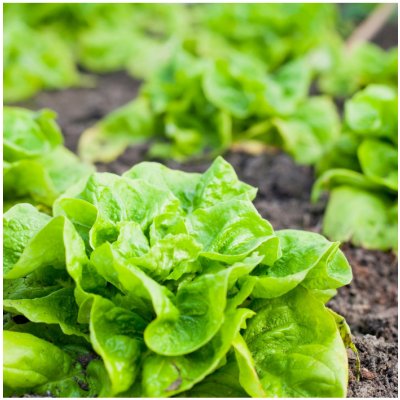 Salát hlávkový Lento - Lactuca sativa - semena salátu - 500 ks – Zboží Mobilmania