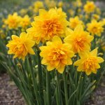 Narcis 'Tete bouclé' 5 ks – Sleviste.cz