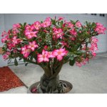Adenium obesum Desert Rose MINI BAOBAB rostlina – Zboží Dáma