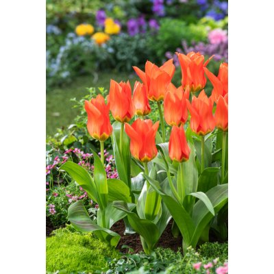 Tulipán 'Park View' 5 ks – Zboží Dáma