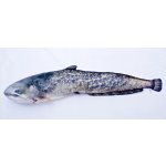Gaby polštář ryba Sumec giant 115 cm – Zbozi.Blesk.cz