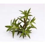 Limnophila aromatica - Bahnatka vonná – Hledejceny.cz