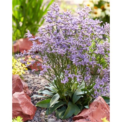 GREENBOSS FLOWER Statice širokolistá 'Limonium latifolium' Průměr květináče: 9 až 12 cm – Zboží Dáma