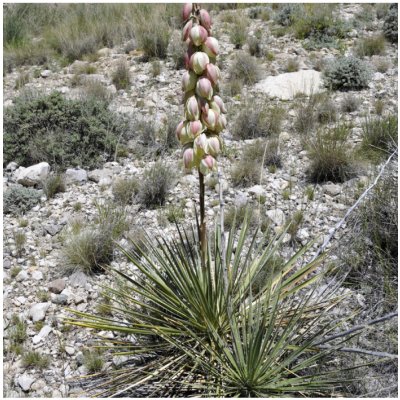 Juka glauca - Yucca glauca - prodej semen - 5 ks