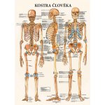 Vydavatelství Poznání Anatomický plakát - Kostra člověka 47 x 63 cm – Zbozi.Blesk.cz