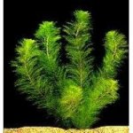 Myriophyllum matogrossense - Stolístek červený – Sleviste.cz