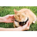 PetSafe Obojek a přijímač Deluxe pro kočky – HobbyKompas.cz