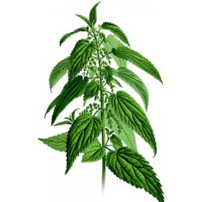 Eprodoma Kopřiva nať 1 kg – Zbozi.Blesk.cz