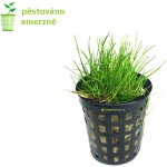 Eleocharis parvula – Sleviste.cz