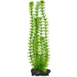Tetra rostlina Ambulia 30 cm – Zboží Mobilmania