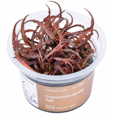 Cryptocoryne spiralis Red – Zboží Dáma