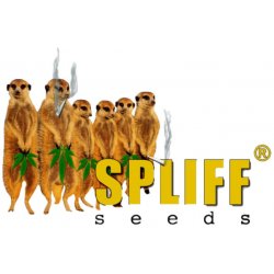 Spliff Seeds Mega Power Plant semena neobsahují THC 3 ks
