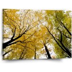Sablio Obraz Koruny stromů - 150x110 cm – Hledejceny.cz