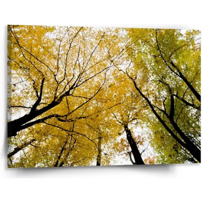 Sablio Obraz Koruny stromů - 150x110 cm – Hledejceny.cz