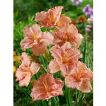 Denivka 'Elisabeth Salter' 1 ks – Sleviste.cz