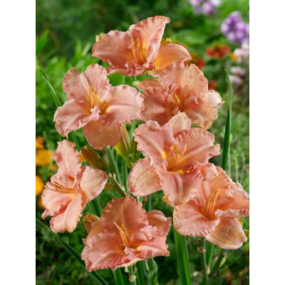 Denivka 'Elisabeth Salter' 1 ks – Sleviste.cz