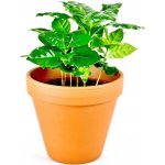 Gardners Coffea arabica, průměr 12 cm Kávovník arabský – Zboží Mobilmania