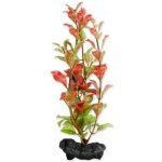 Tetra Ludwigia repens - Red Ludwigia 15 cm – Zboží Dáma