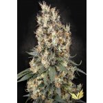 Paradise Seeds Mendocino Skunk semena neobsahují THC 3 ks – Hledejceny.cz