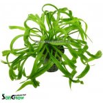 Echinodorus vesuvius – Zboží Dáma