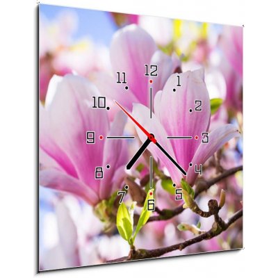 Obraz s hodinami 1D - 50 x 50 cm - Beautiful blossoming magnolia tree in the spring time Krásný kvetoucí magnolia v jarním období – Zboží Mobilmania