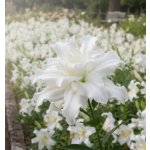 Lilie 'Roselily Eleonora®' 1 ks – Zboží Dáma