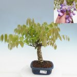 e-bonsai Venkovní bonsai - Vistarie květnatá - Wisteria floribunda – Sleviste.cz