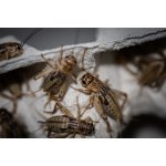 Cvrček banánový malý 5-10 mm 0,5 dcl – Zboží Mobilmania