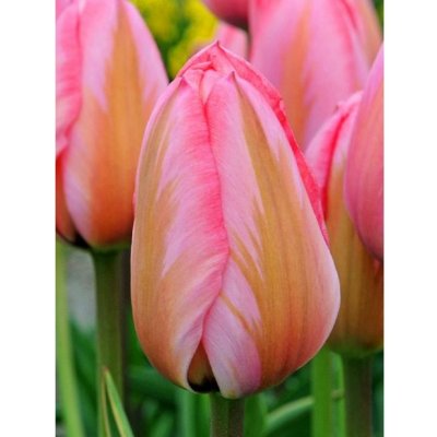 IMPRESSION - TULIPÁN Množství cibulek v jednom balení: 5 ks – Sleviste.cz