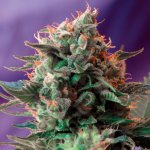 Sweet Seeds Jack 47 semena neobsahují THC 3 ks – Zboží Mobilmania
